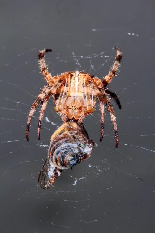 Araneus diadematus; Drassodes sp. - San Piero in Bagno